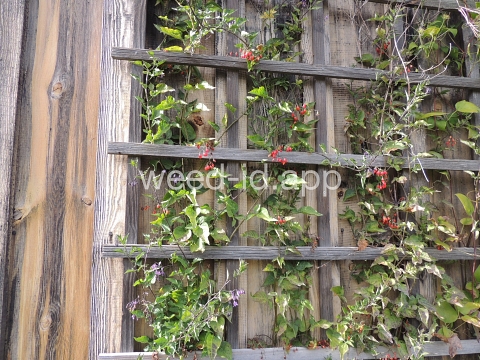 nightshade, bittersweet